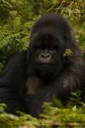 MOUNTAIN GORILLAS OF RWANDA